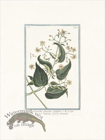 Bonelli 440 Traveller's joy